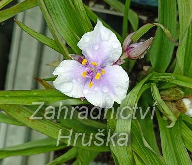 Tradescantia andersoniana Billberry Ice