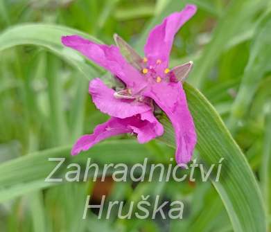 Tradescantia andersoniana Red Grape