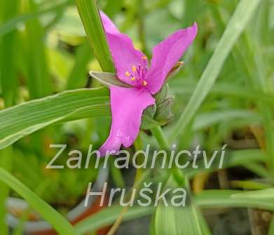 Tradescantia andersoniana Red Grape