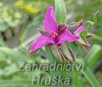 Tradescantia andersoniana Red Grape