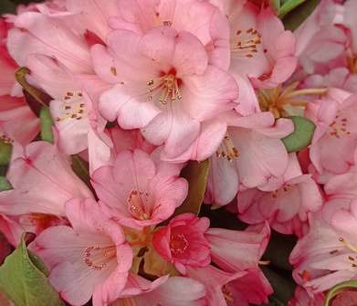 Rhododendron Wine and Rose
