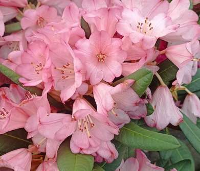 Rhododendron Wine and Rose