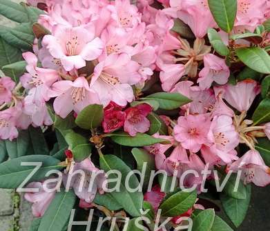 Rhododendron Wine and Rose