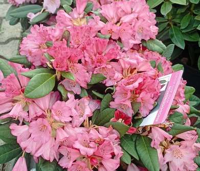 Rhododendron Wine and Rose
