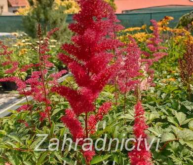 Astilbe arendsii Etna
