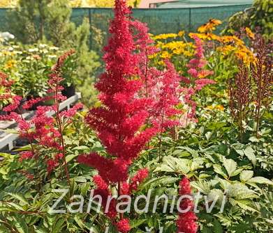 Astilbe arendsii Etna