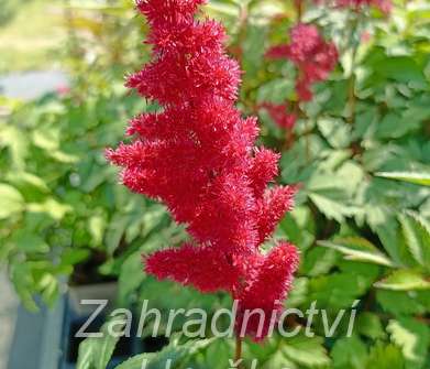 Astilbe arendsii Etna