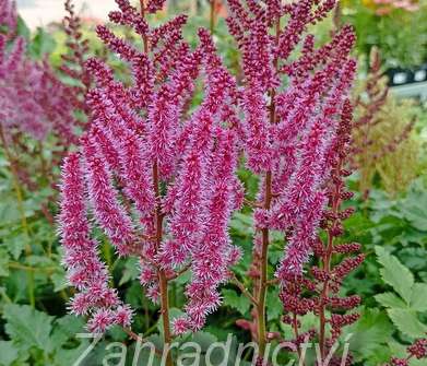 Astilbe arendsii Purple Rain