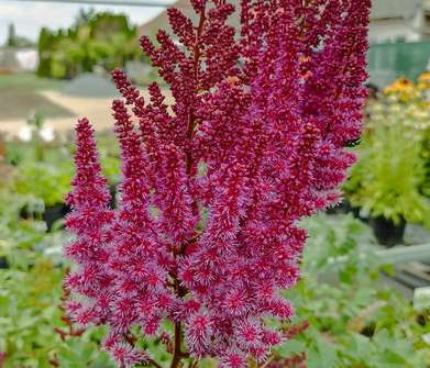 Astilbe arendsii Purple Rain