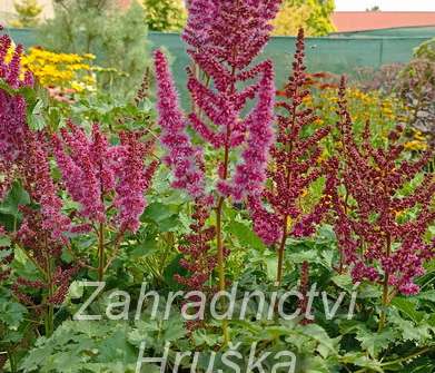 Astilbe arendsii Purple Rain