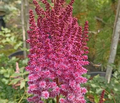 Astilbe arendsii Purple Rain