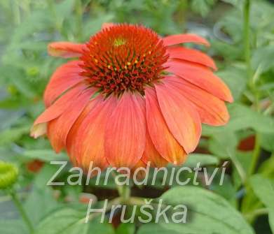 Echinacea purpurea Papallo Classic Orange Rose