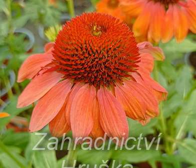 Echinacea purpurea Papallo Classic Orange Rose