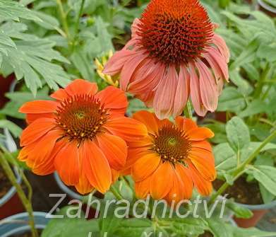 Echinacea purpurea Papallo Classic Orange Rose