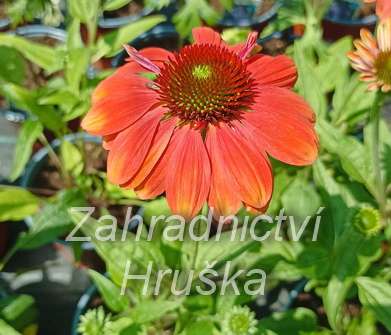 Echinacea purpurea Papallo Classic Orange Rose