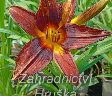 Hemerocallis Black Prince
