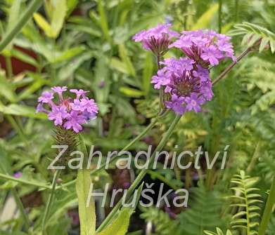 Verbena rigida Venosa Lilac