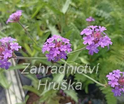 Verbena rigida Venosa Lilac
