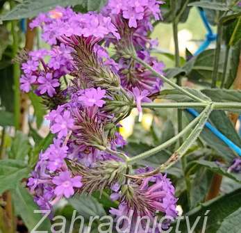 Verbena rigida Venosa Lilac