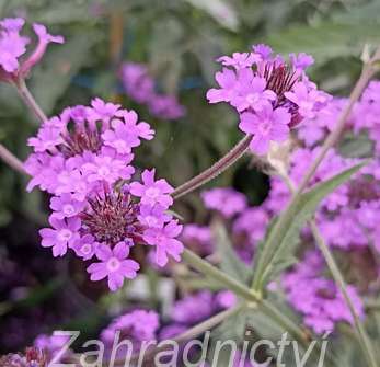 Verbena rigida Venosa Lilac