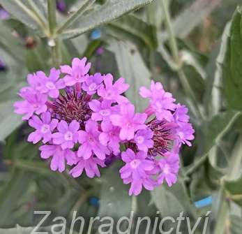 Verbena rigida Venosa Lilac