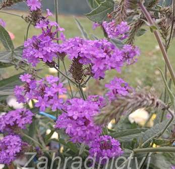 Verbena rigida Venosa Lilac