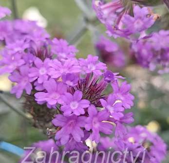 Verbena rigida Venosa Lilac