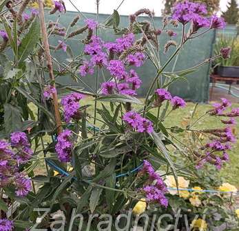 Verbena rigida Venosa Lilac