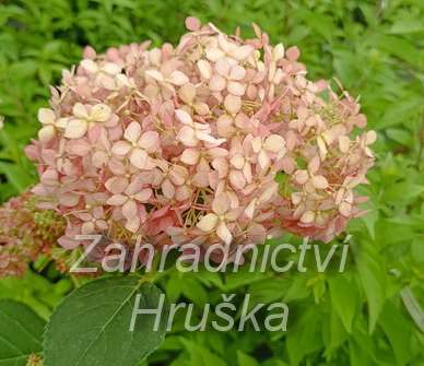 hortenzie - Hydrangea arborescens 'Pink Percussion'