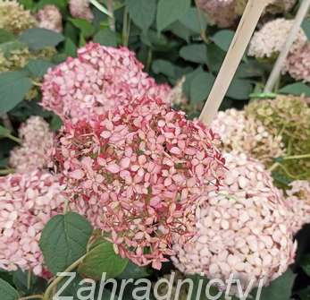 hortenzie - Hydrangea arborescens 'Pink Percussion'