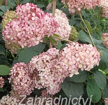 hortenzie - Hydrangea arborescens 'Pink Percussion'