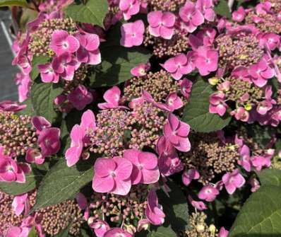 hortenzie - Hydrangea serrata 'Blue Clouds'