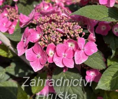 hortenzie - Hydrangea serrata 'Blue Clouds'