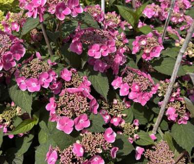 hortenzie - Hydrangea serrata 'Blue Clouds'