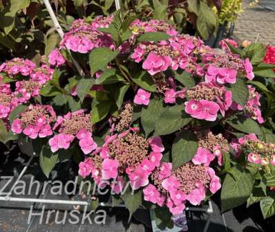 hortenzie - Hydrangea serrata 'Blue Clouds'