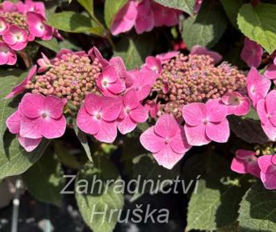 hortenzie - Hydrangea serrata 'Blue Clouds'
