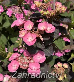 hortenzie - Hydrangea serrata 'Daredevil'