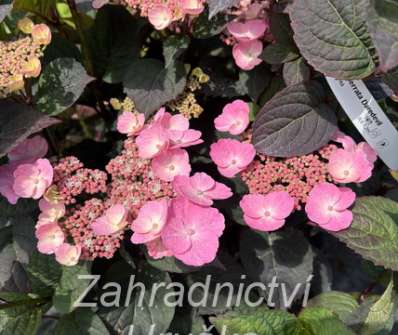 hortenzie - Hydrangea serrata 'Daredevil'