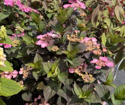 hortenzie - Hydrangea serrata 'Daredevil'
