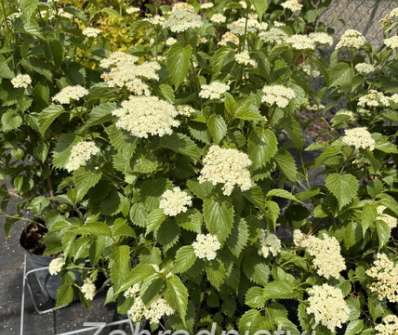 kalina - Viburnum dentatum 'Blue Muffin'