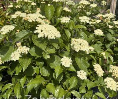 kalina - Viburnum dentatum 'Blue Muffin'