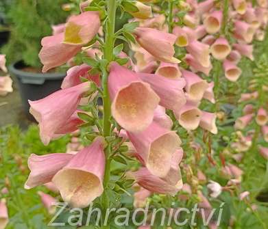 Digitalis purpurea Artic Fox Rose