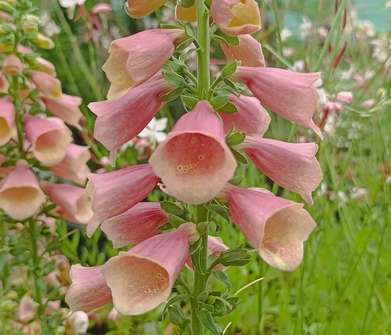 Digitalis purpurea Artic Fox Rose