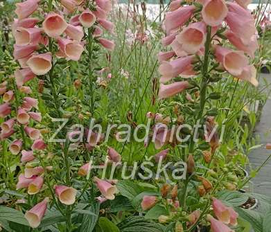 Digitalis purpurea Artic Fox Rose