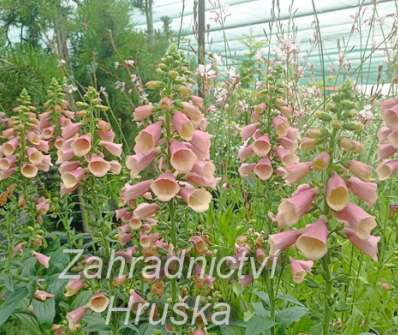 Digitalis purpurea Artic Fox Rose