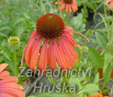 Echinacea Rainbow Marcella