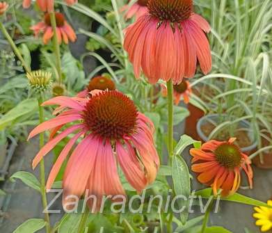 Echinacea Rainbow Marcella