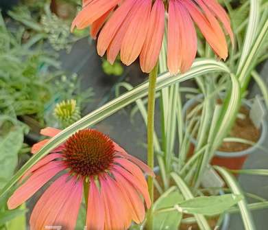 Echinacea Rainbow Marcella