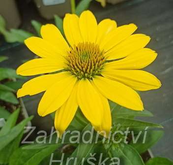 Echinacea Sombrero Lemon Yellow