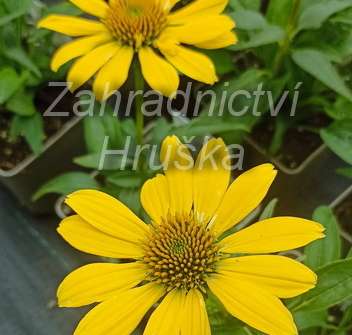 Echinacea Sombrero Lemon Yellow